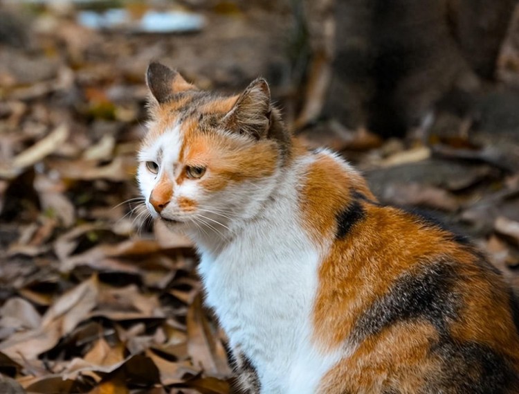 为什么三花猫“被人嫌疑”？理由很现实，太扎心了！