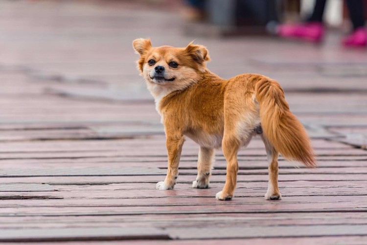 带狗狗外出它总是回头看主人是什么意思