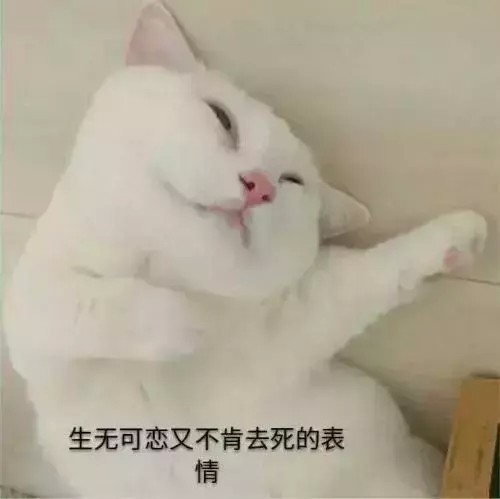 猫咪在叹气，是感到无奈么？