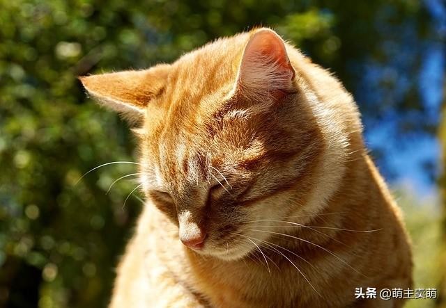 猫发情期持续多久发情期护理注意事项