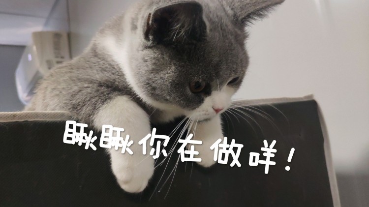 目前英短猫里面最受欢迎的猫你知道是什么猫吗