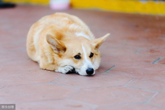 狗狗食欲不佳怎么办？