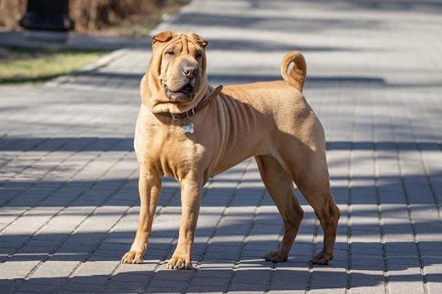 一种优秀的本土犬种：独立自主的沙皮犬它们是非常忠诚的家庭犬