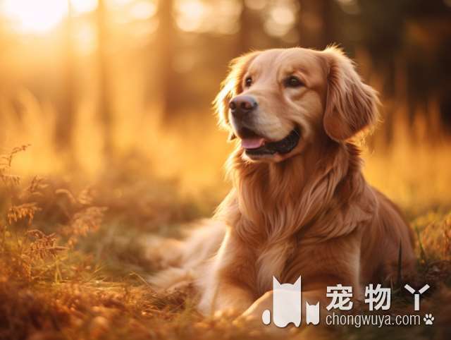 《沈阳市养犬管理条例》的禁养犬种都有什么？