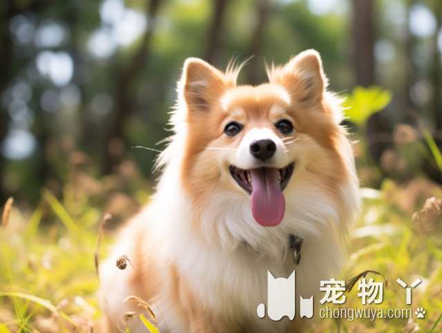 法斗犬体臭怎么办？5大方面分析，饮食是关键